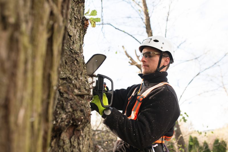 Arborist Service