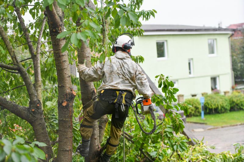 Arborist Pruning in San Jose, CA