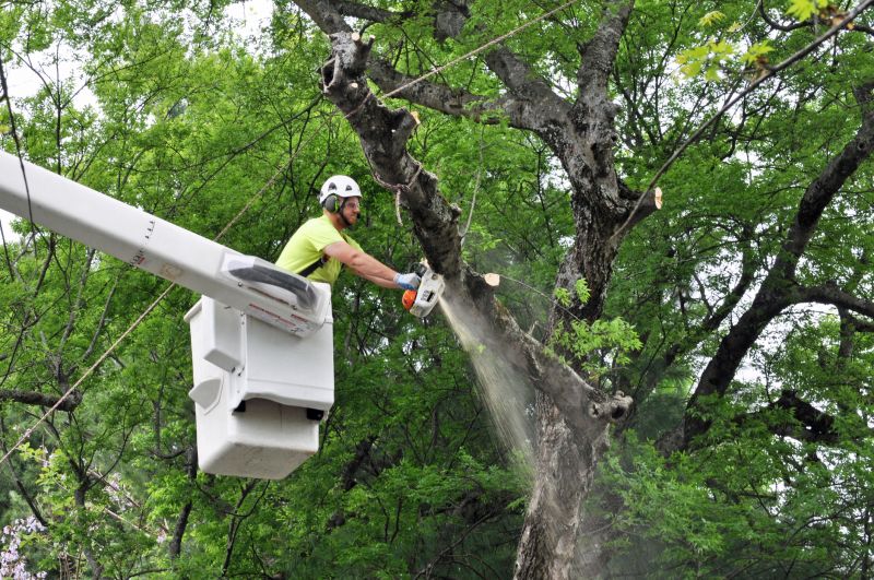 Arborist Pruning in San Jose, CA