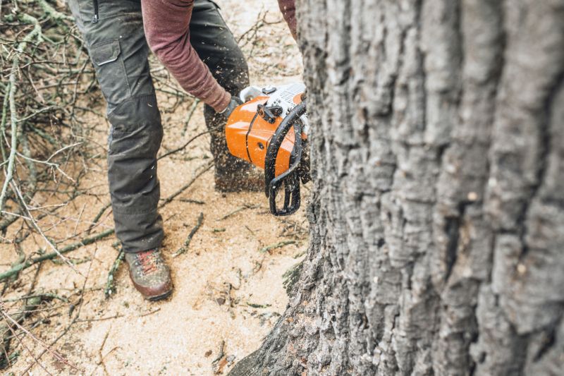 Arborist Pruning in San Jose, CA