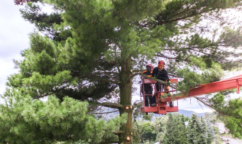 Arborist Spraying in San Jose, CA