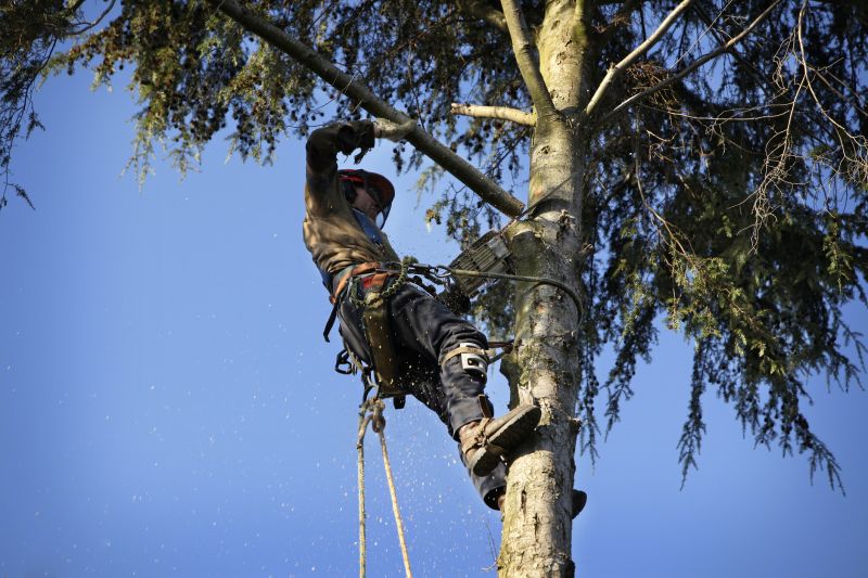 Arborist Spraying in San Jose, CA