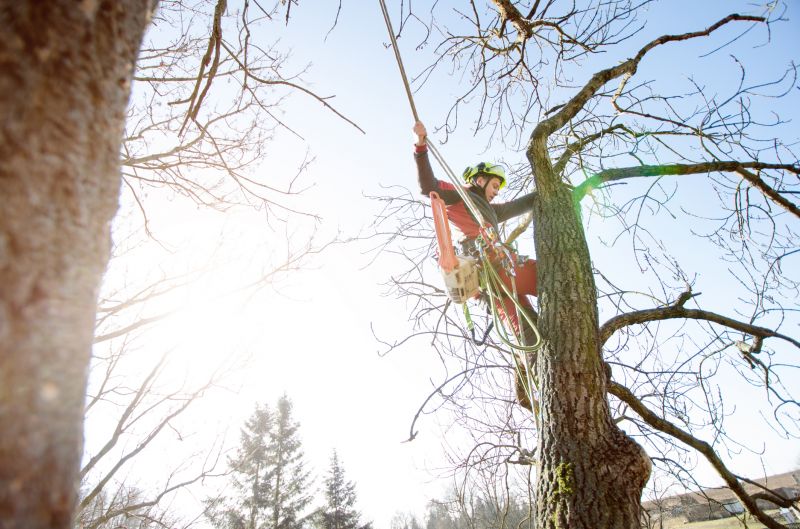 Arborist Tree Service in San Jose, CA
