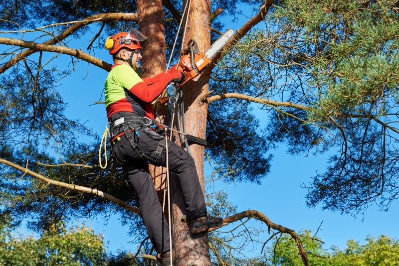 Arborist Tree Service in San Jose, CA