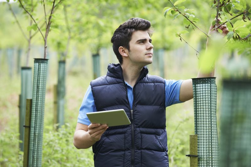Arborist Tree Service in San Jose, CA