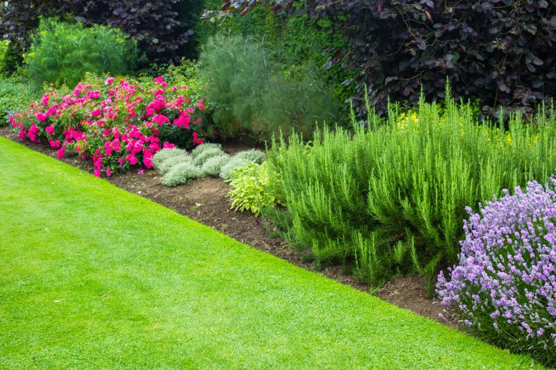 Boxwood Planting in Honolulu, HI