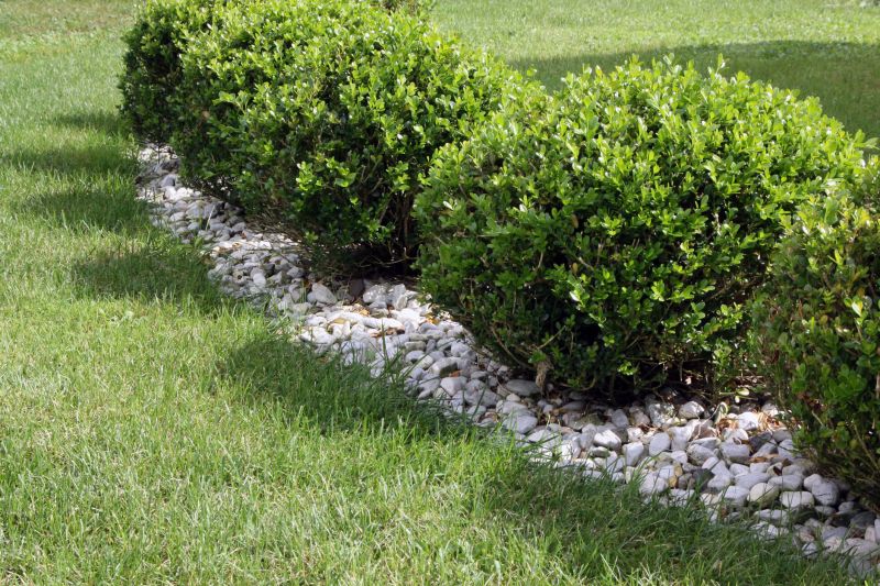 Boxwood Planting in Aiken, SC