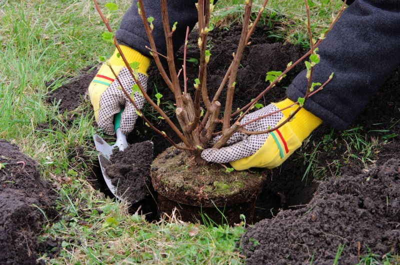 Boxwood Planting in Aiken, SC