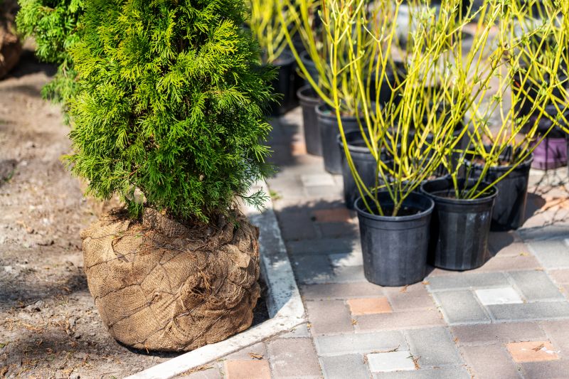 Boxwood Planting in Aiken, SC