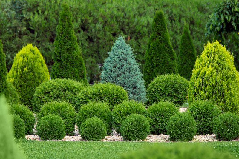 Bush Replacement in Ventura County, CA