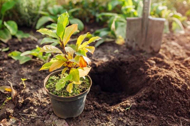 Dogwood Tree Planting in Ventura County, CA