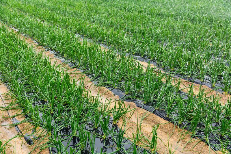 Drought Resistant Landscaping in Ventura County, CA