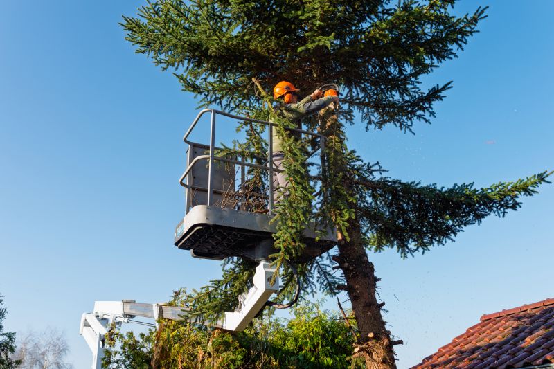 Arborist Service detail