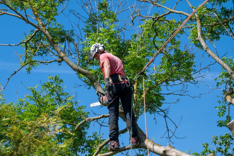 Arborist Service detail