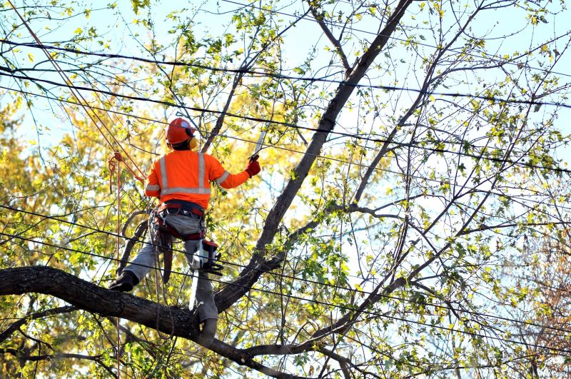 Arborist Service detail