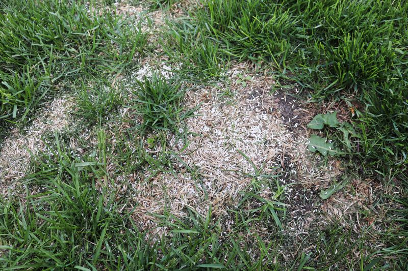 Grass Patching in Ventura County, CA