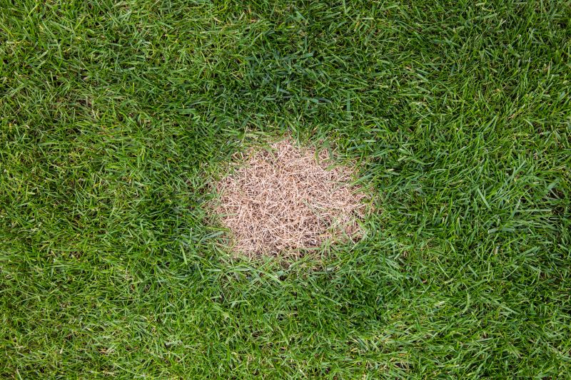 Grass Patching in Ventura County, CA