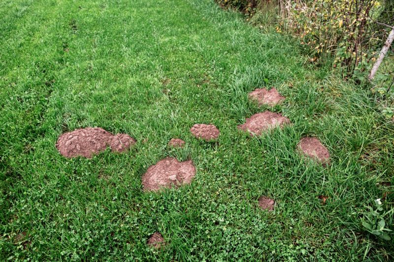 Grass Patching in Ventura County, CA