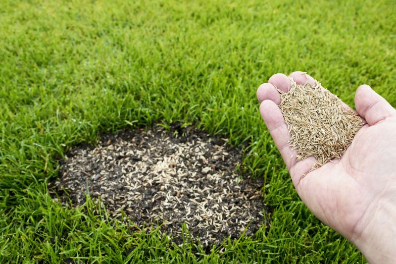 Grass Patching in Ventura County, CA