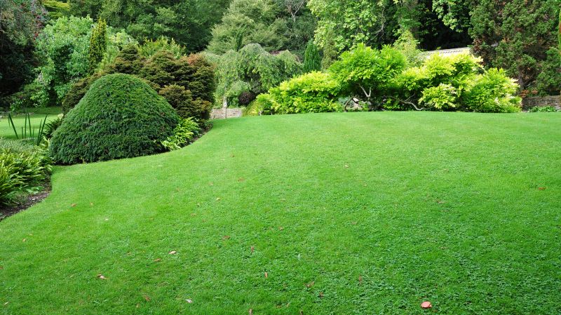 Grass Patching in Ventura County, CA