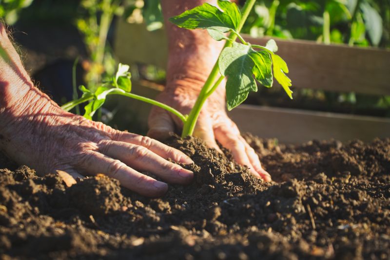 Ground Cover Planting in Aiken, SC