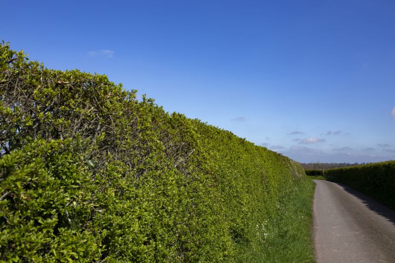 Hedge Installation in Aiken, SC