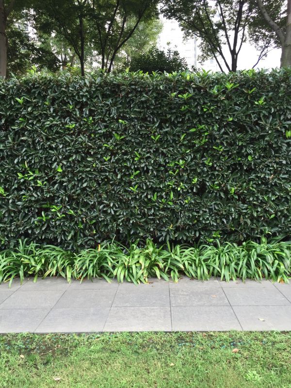 Hedge Replacement in Honolulu, HI