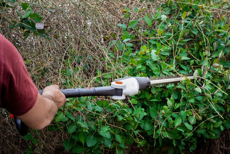 Hedge Replacement in Aiken, SC