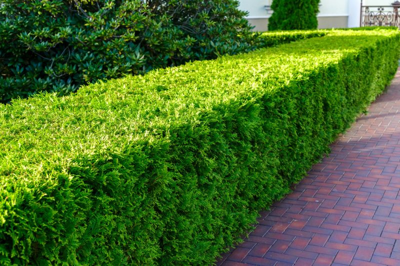 Hedge Replacement in Aiken, SC