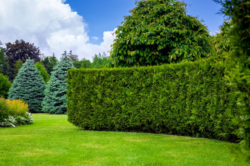 Hedge Replacement in Aiken, SC
