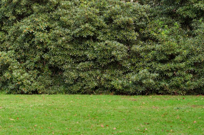 Hedge Replacement in Aiken, SC