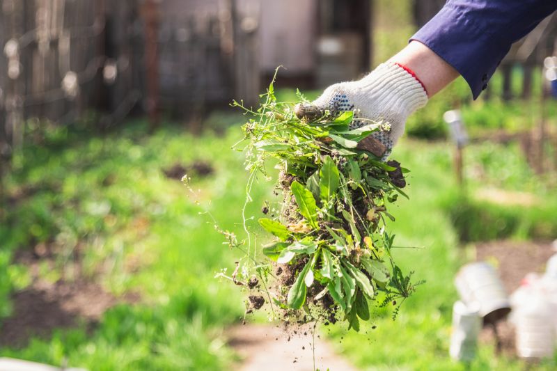 Home Gardening Service in Ventura County, CA