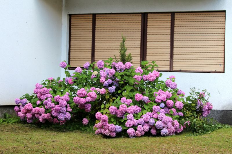 Hydrangea Planting in Aiken, SC