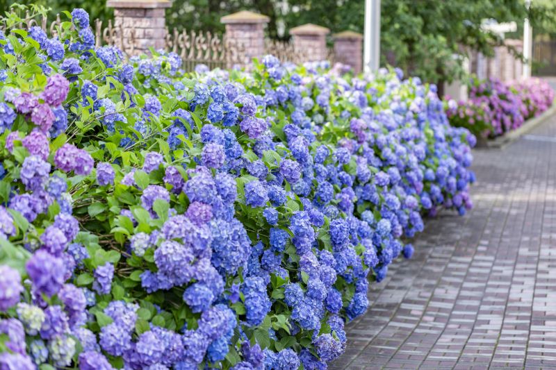Hydrangea Planting in Aiken, SC
