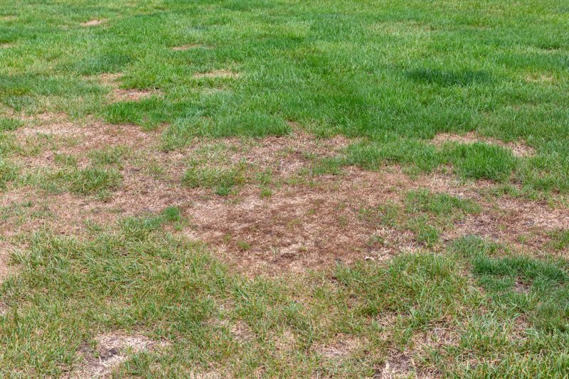 Lawn Repair Service in Ventura County, CA