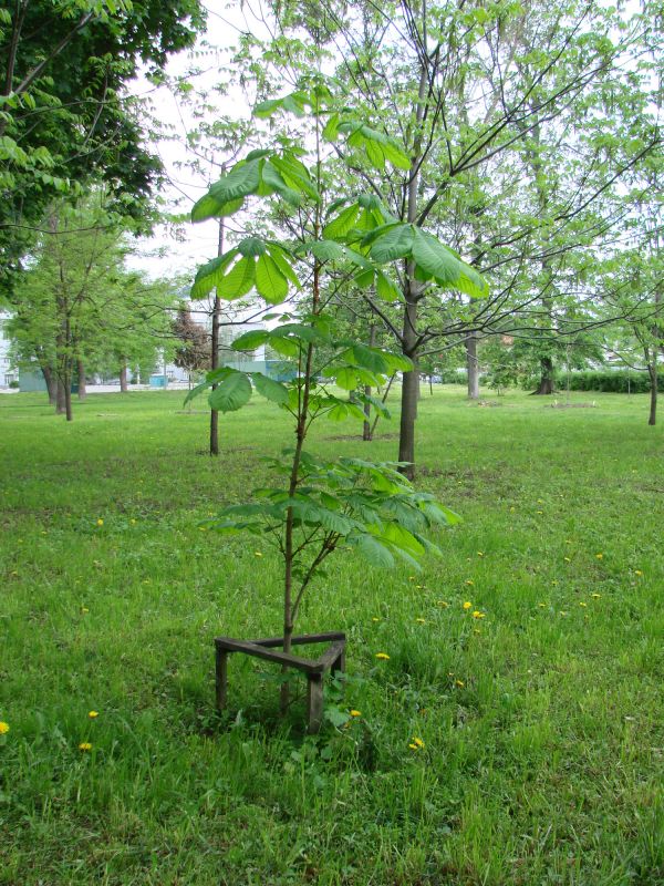 Oak Tree Planting in Ventura County, CA