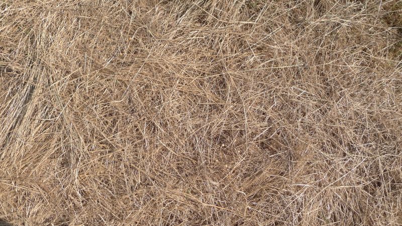 Pine Straw Spreading in Honolulu, HI