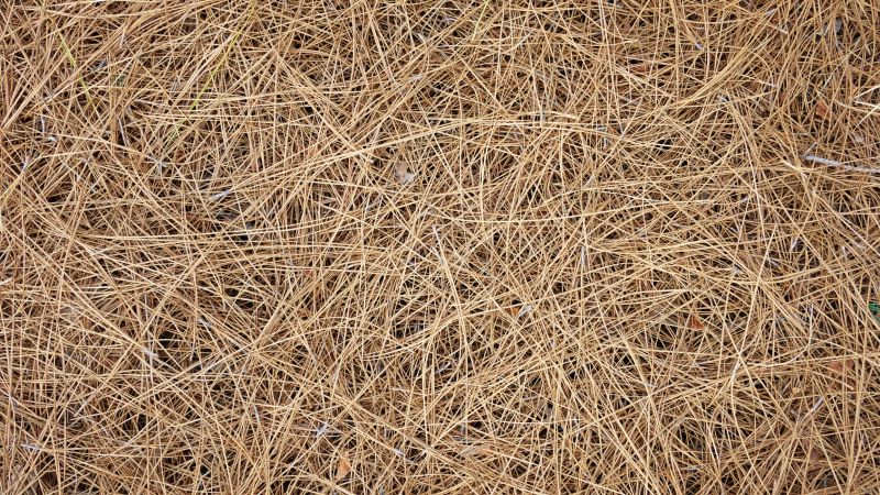 Pine Straw Spreading in Ventura County, CA