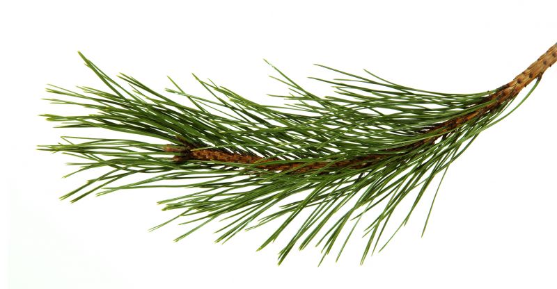 Pine Straw Spreading in Ventura County, CA