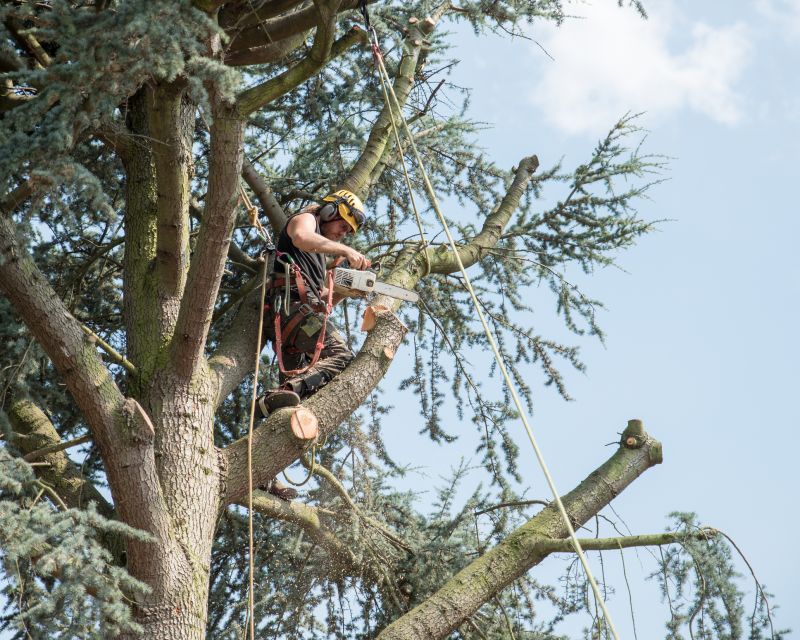 Shrub Care Service in San Jose, CA