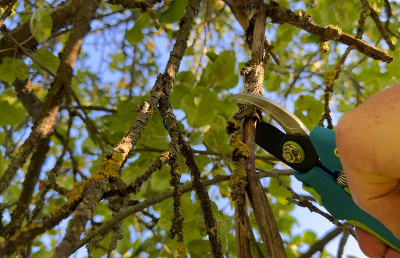 Shrub Care Service in San Jose, CA