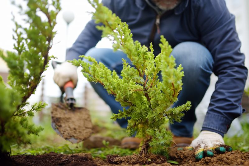 Shrub Installation in Ventura County, CA