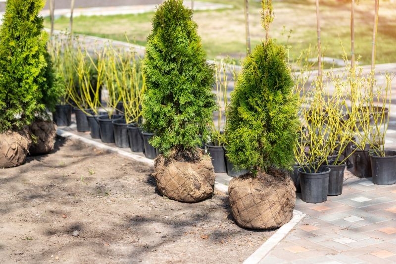 Shrub Installation in Ventura County, CA