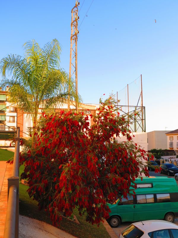 Shrub Replacement in Honolulu, HI