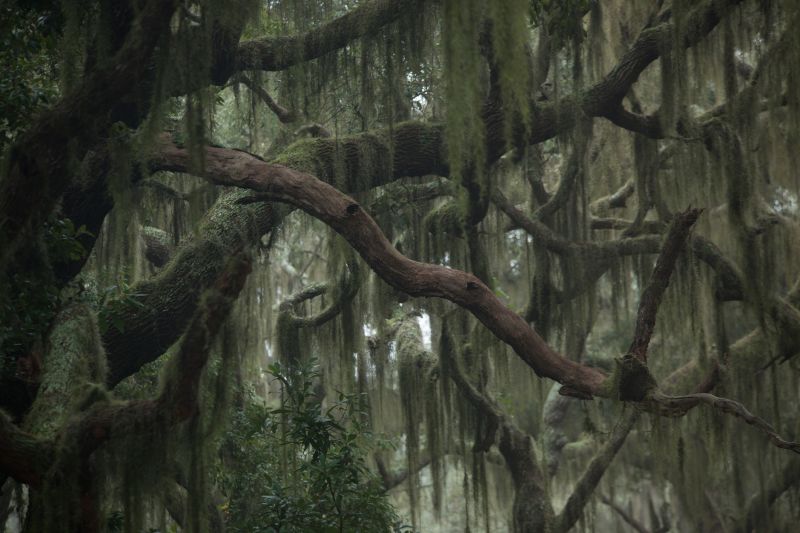 Spanish Moss Treatment in San Jose, CA