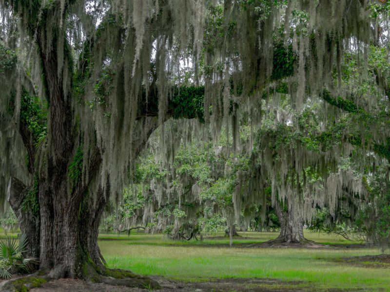 Spanish Moss Treatment in San Jose, CA