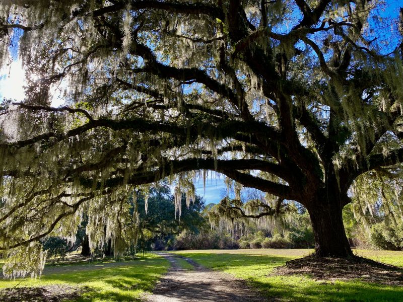 Spanish Moss Treatment in San Jose, CA