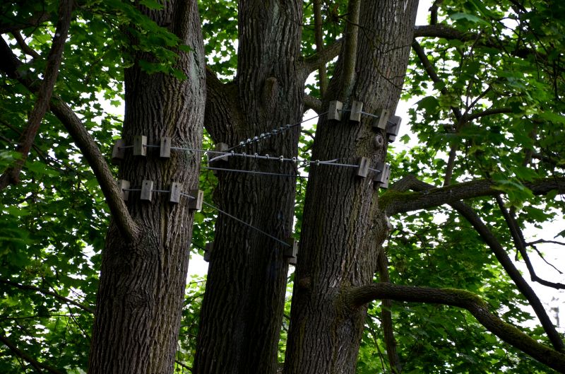 Tree Cabling Service in San Jose, CA
