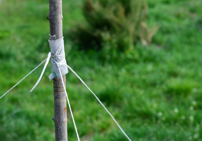 Tree Cabling Service in San Jose, CA
