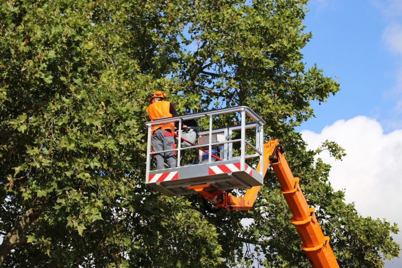 Tree Cabling Service in San Jose, CA